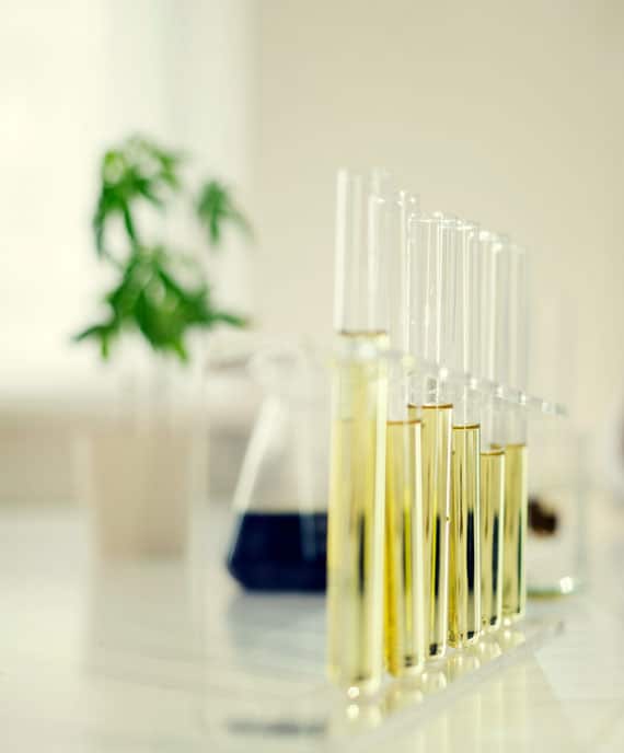 Batch of CBD Oil in beakers ready to be tested