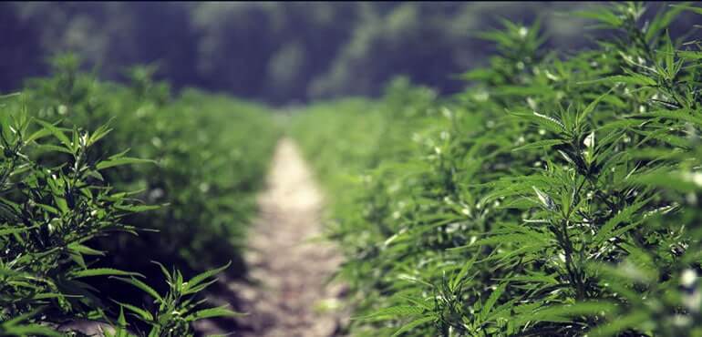 hemp field